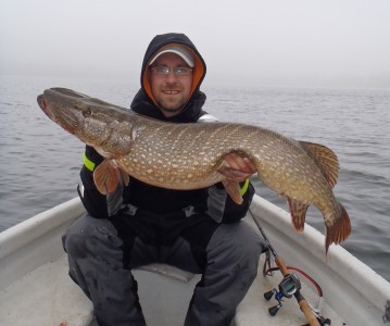 Den går stadig derude. den flotte gedde på 11,2 kg og 111 cm. I øjeblikket størst tilmeldte gedde i 2014.